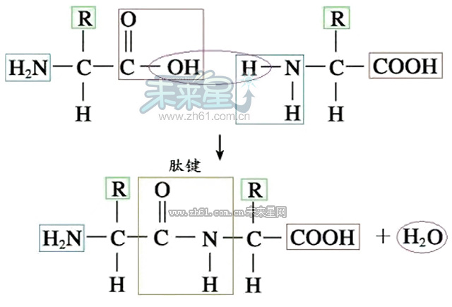 肽键的结构式