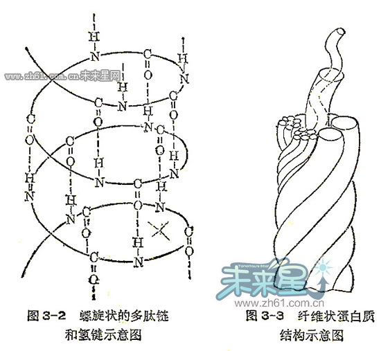 螺旋状的多肽链，纤维状蛋白质的结构示意图